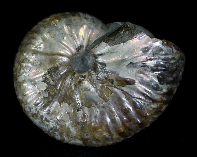 Discoscaphites Ammonite - South Dakota #22694